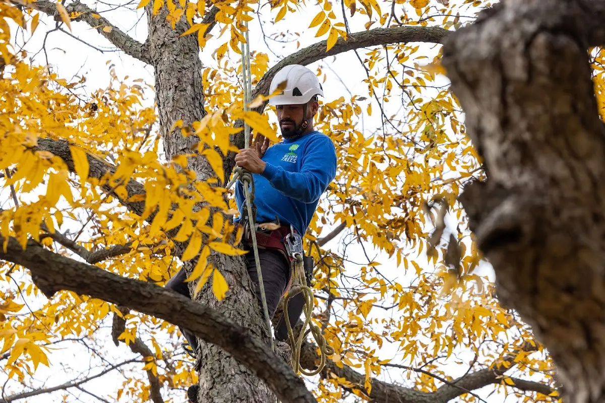 Skilled Tree Pruning crew working in Soper